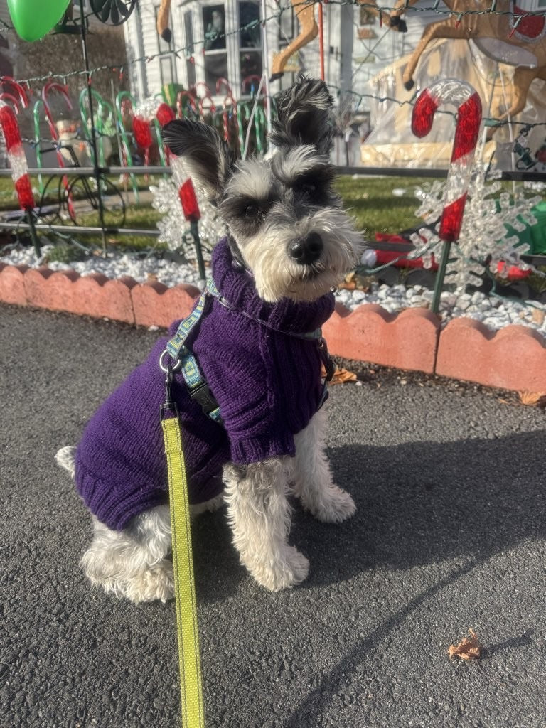 Dog sweater class - Sunday, 11/1, 11/15, 11/29, 11am - 12:30
